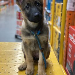 Falka - German Shepherd puppy from Nine Realms German Shepherds
