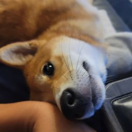 Scrapi - Shiba Inu