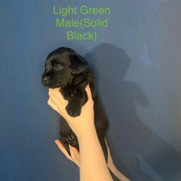 Labrador Retriever Puppies from Shadows Lovely Kennel
