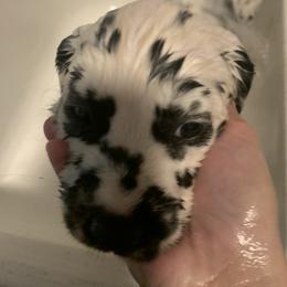 Dalmatian Puppies from Clarks 101 Dalmatians