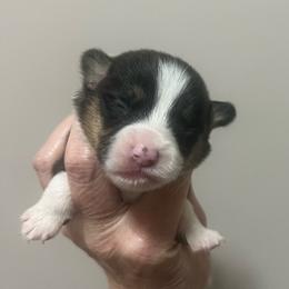 MO-M01 - Black and tan male Pembroke Welsh Corgi puppy in Stockton, Iowa from Infinity Corgis