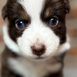 Girl 2 - female Miniature Australian Shepherd puppy in Stockton, Missouri from Kizmit Farmz