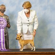 Pharaoh Hounds from Kaije Kennels - AKC Breeder of Merit - Bronze