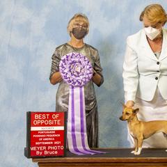 Pharaoh Hounds from Kaije Kennels - AKC Breeder of Merit - Bronze