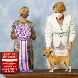 Pharaoh Hounds from Kaije Kennels - AKC Breeder of Merit - Bronze