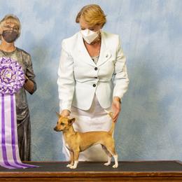 Pharaoh Hounds from Kaije Kennels - AKC Breeder of Merit - Bronze