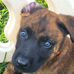 Rev - Orange - Gold brindle male Dutch Shepherd puppy in Carmel, Indiana from Legacy Dutch Shepherds