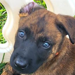 Rev - Orange - Gold brindle male Dutch Shepherd puppy in Carmel, Indiana from Legacy Dutch Shepherds