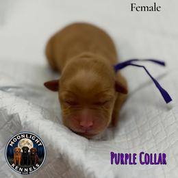 Karma Purple Collar - Yellow female Labrador Retriever puppy in Elloree, South Carolina from Moonlight Kennels LLC