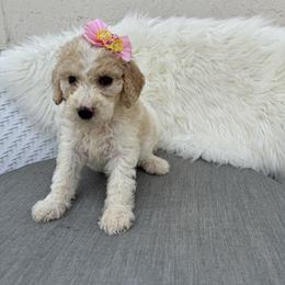 Tete - Parti female Goldendoodle puppy in Davie, Florida from Daviegoldendoodles