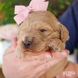 Echo - Apricot female Goldendoodle puppy in Salado, Texas from Red Ranch Dogs
