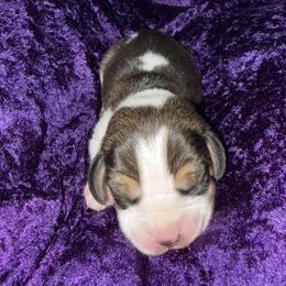 Boy 1 - male Beagle puppy in Las Vegas, Nevada from Vegas Valle Beagles