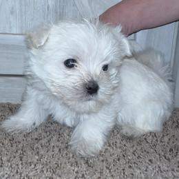 Boy 1 - White male Morkie puppy in Madelia, Minnesota from Prairie Farms