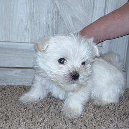 Boy 1 - White male Morkie puppy in Madelia, Minnesota from Prairie Farms