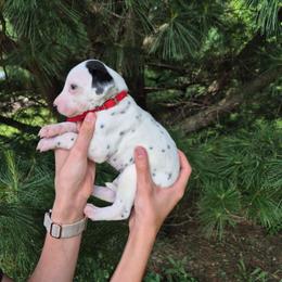 Red - White and black male Dalmatian puppy in Pine City, Minnesota from Rock Creek Dalmatians