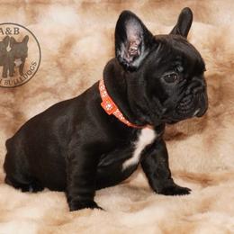 Girl 6 - Brindle female French Bulldog puppy in Schaumburg, Illinois from A & B French Bulldogs