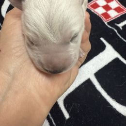 Crumpet - Red speckled male Australian Cattle Dog puppy in Billings, Montana from Sugarloaf French bulldogs