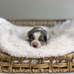 Blue Merle Female - Blue merle female Miniature Australian Shepherd puppy in Stuart, Virginia from Apple Tree Mini Aussies
