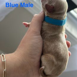 Cockapoo and Cocker Spaniel Puppies from Rome & Reign Farm