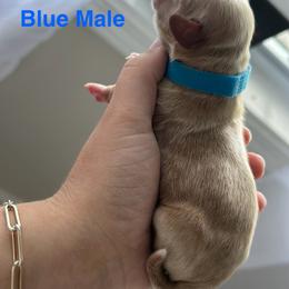 Cockapoo and Cocker Spaniel Puppies from Rome & Reign Farm