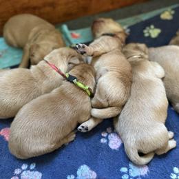 Girl 2 - female Golden Retriever puppy in Yelm, Washington from Bit O'Heaven Farm