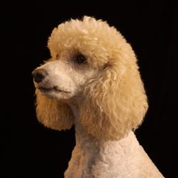 Bella - Poodle