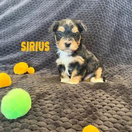 SIRIUS - Black and tan male Havanese puppy in Fielding, Utah from LUCKY HAVANESE