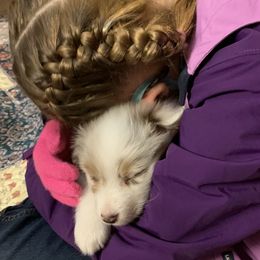 Australian Shepherd Puppies from Camas Creek Australian Shepherds