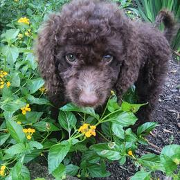 Blue Collar - Chocolate female Goldendoodle puppy in Magnolia, Texas from Doodles of Houston
