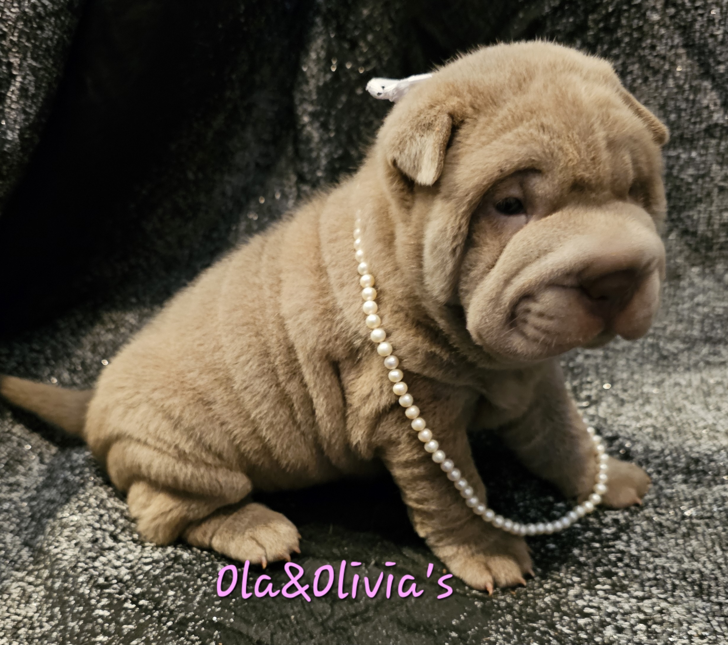 Chinese Shar-Pei Puppies from Zoey's Waggly Tails