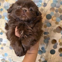Teddy - Liver male Shih Tzu puppy in Milan, Tennessee from Gems Shih Tzu