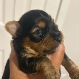 Male 1 - Black and tan male Yorkshire Terrier puppy in Kissimmee, Florida from Bebe AKC Puppies