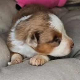 2 - Red merle female Miniature Australian Shepherd puppy in Lincoln, California from Elegant Aussies