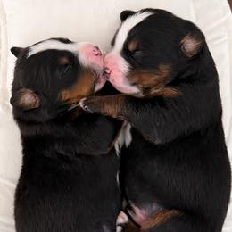 Bernese Mountain Dogs from Maples Arizona Bernese Mountain Dogd