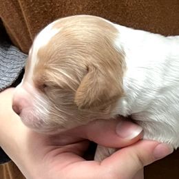 Zina boy 5 - White and orange male Brittany puppy in Floyd Knobs, Indiana from Cross Creek Brittanys