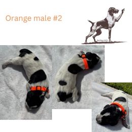 Draco Malfoy - Black roan male German Shorthaired Pointer puppy in Brooklyn, Michigan from BadboysGSPS