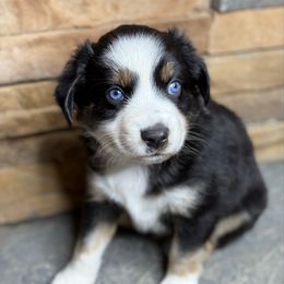 Mummy - Black tri male Toy Australian Shepherd puppy in Mc Lean, Illinois from Kickapoo Creek Toy & Mini Aussies