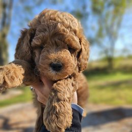 Stitch - Red  male Goldendoodle puppy in Forest, Ohio from Mini Doodle Buddies