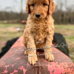 Janice - Red  female Goldendoodle puppy in Grove, Oklahoma from Guinn Family Farms