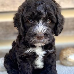 Macallan - Australian Labradoodle