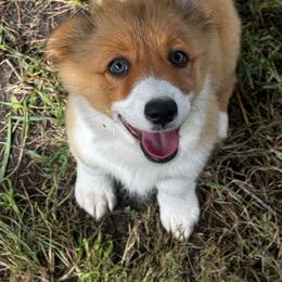 Peaches - Sable female Pembroke Welsh Corgi puppy in Nortonville, Kansas from Low Riders Corgis & Mini Aussies