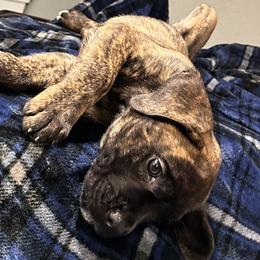 Bonnie - Black brindle female Cane Corso puppy in Ocala, Florida from High Royal Kennel