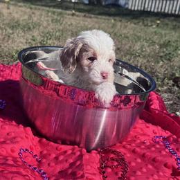 Valentine - Blenheim male Cavapoo puppy in Austin, Texas from Doodles of Central Texas