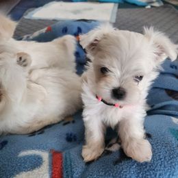 Morkie Puppies from My Precious Pups