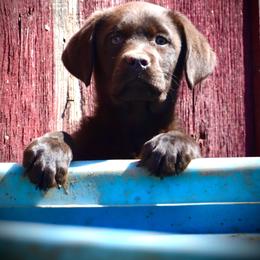 Labrador Retriever Puppies from R Little Retrievers