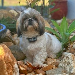 Mimi - Shih Tzu