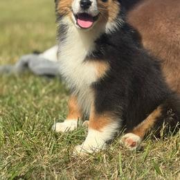 Exempt- black tri female 5 - Black tri-color female Australian Shepherd puppy in Chehalis, Washington from Wandering Acres Ranch