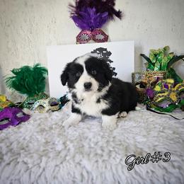 Girl 3 - Black and white female Cardigan Welsh Corgi puppy in Natchitoches. La, Louisiana from Bleu Bayou Corgis