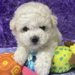 Kate - White and apricot female Bichon Frise puppy in Clearwater, Florida from Cambeas Puppies