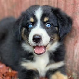 Australian Shepherds, Miniature Australian Shepherds, and Toy Australian Shepherds from Brushy Creek Aussies & Mini Aussies